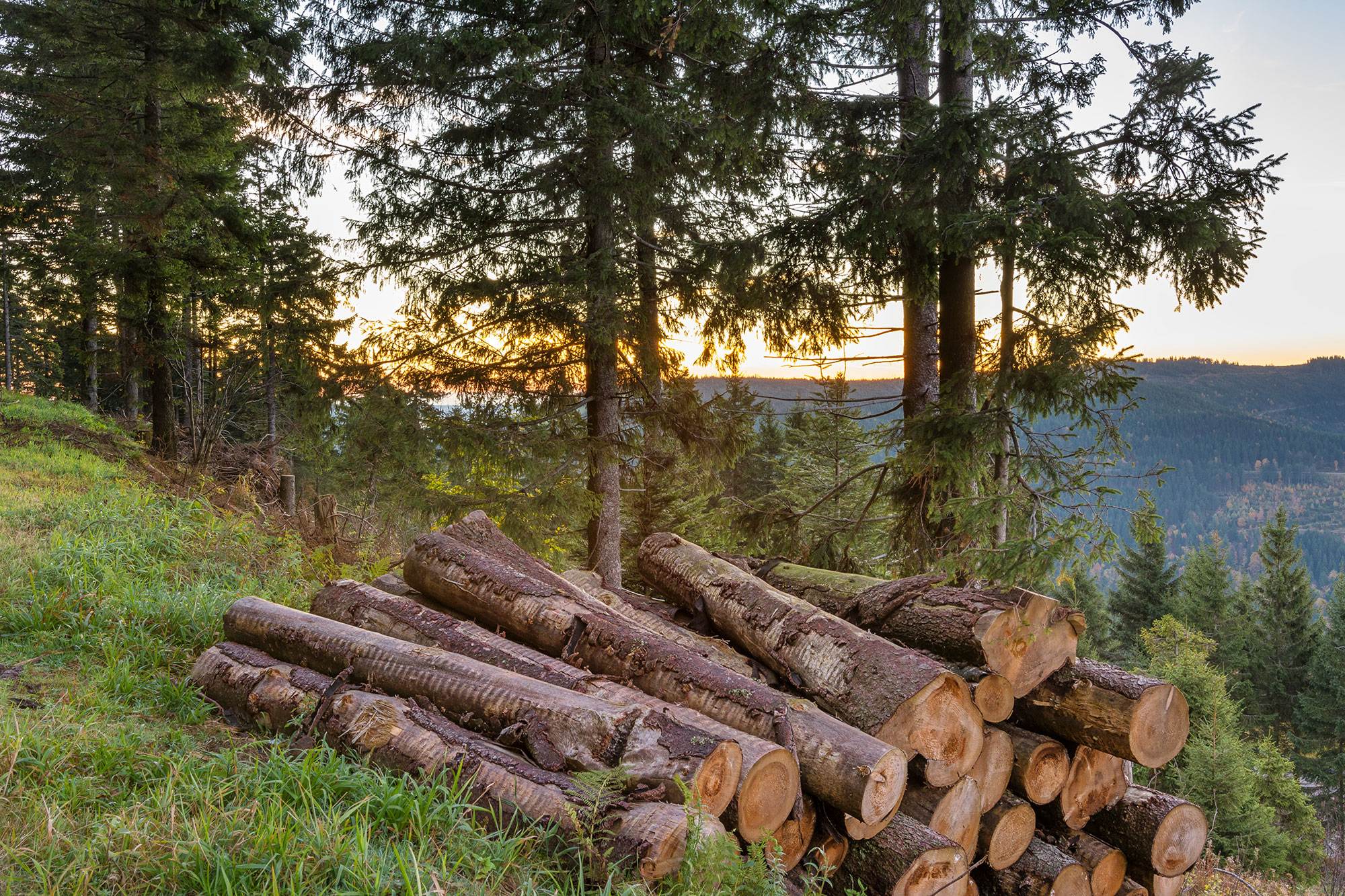 Sustainable Forestry, Orchid Wood Co.